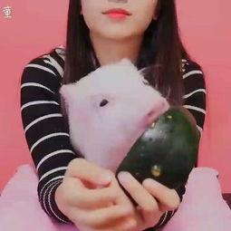 吃瓜猪小妹,揭秘娱乐圈的“猪八戒”