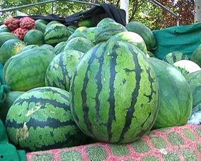 楠神瓜怎么吃,解锁美味新体验