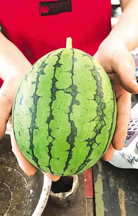 一天吃瓜吃瓜,一天吃瓜的欢乐时光