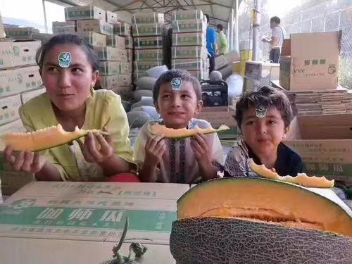 在伽师吃瓜视频,一场视觉与味觉的双重盛宴