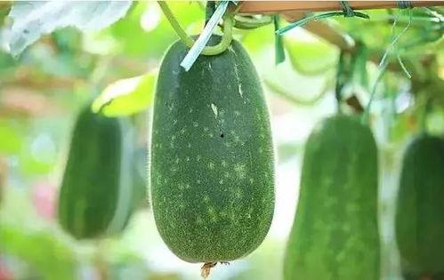 聂小妹说吃瓜,揭秘娱乐圈的甜蜜与苦涩