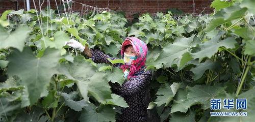 台安县吃瓜,探寻台安县的甜蜜美食之旅